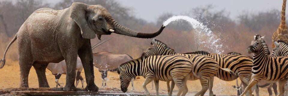 WildLife_AN's profile banner image