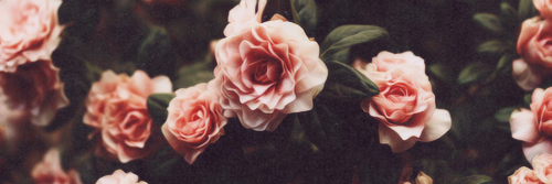 Angieeeeexox's profile banner image