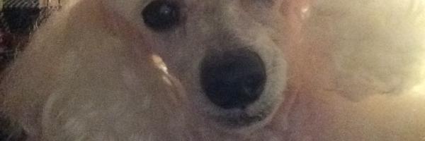 arua1955 Profile Banner