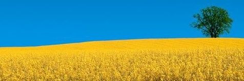 Дэр тыш🏴‍☠️🏁🚩 banner