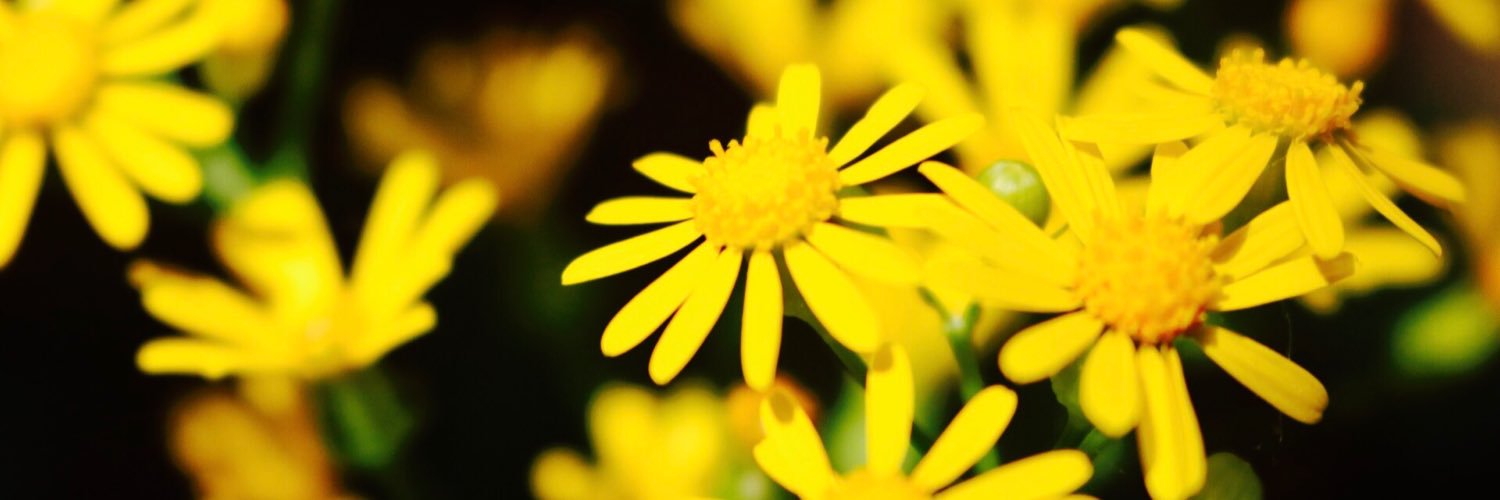 druwcam's profile banner image
