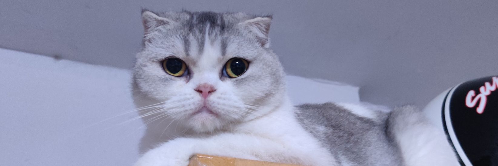 OOplatookemOO's profile banner image