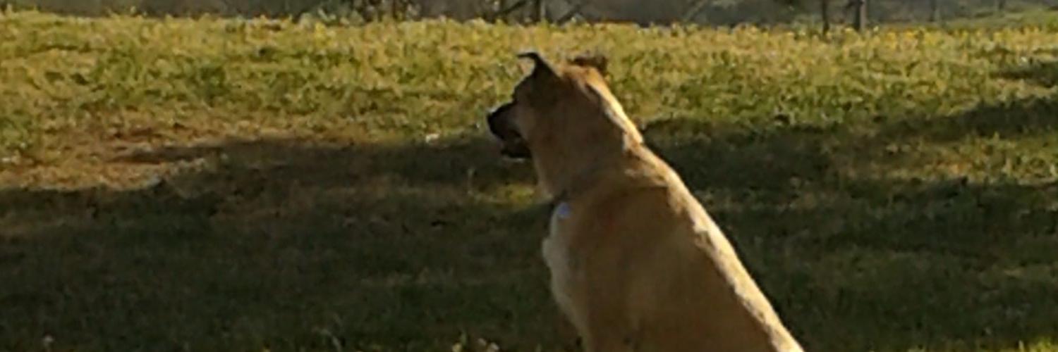 1df76868fe1d428's profile banner image