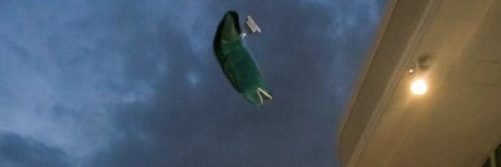 torotoroleen's profile banner image