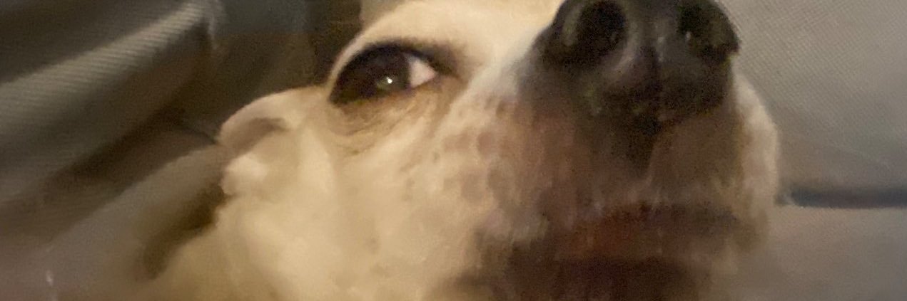 serenefrice's profile banner image