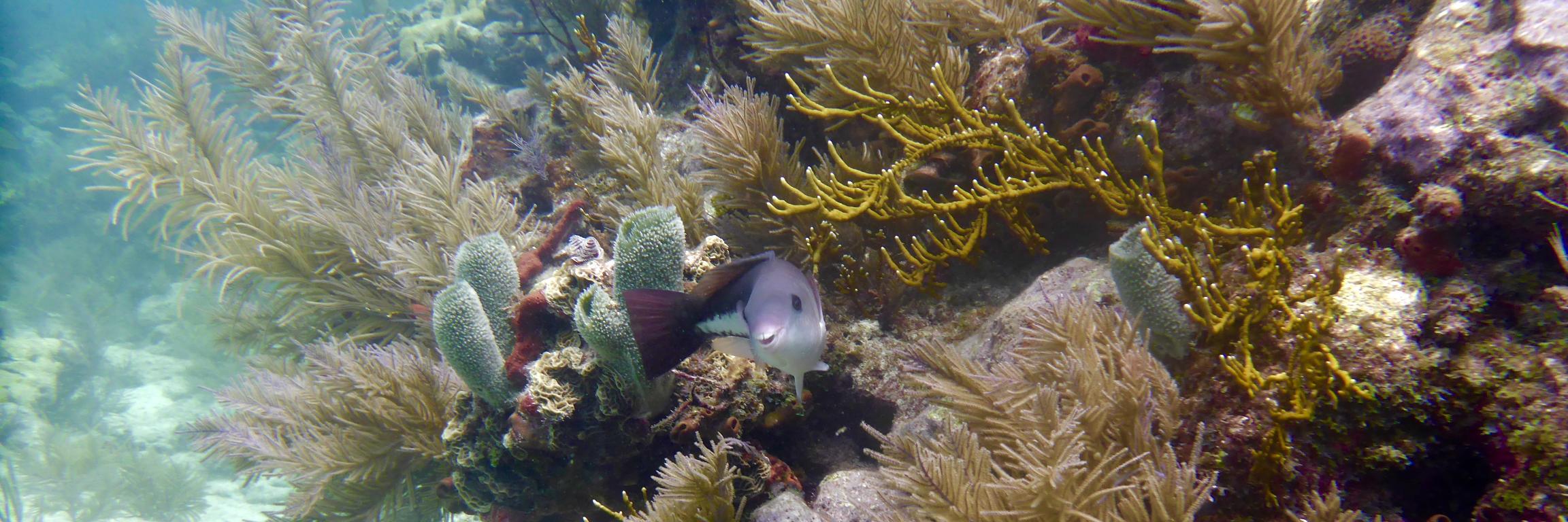 Burkepile Lab banner