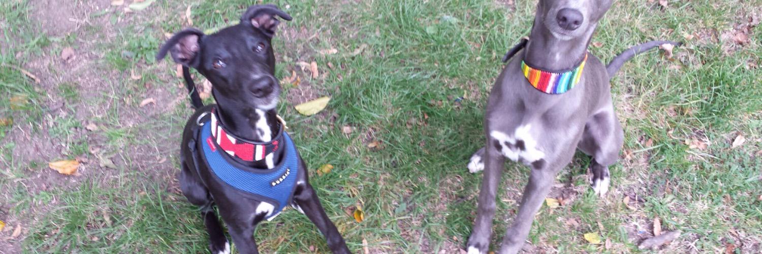 SuperWhippets's profile banner image