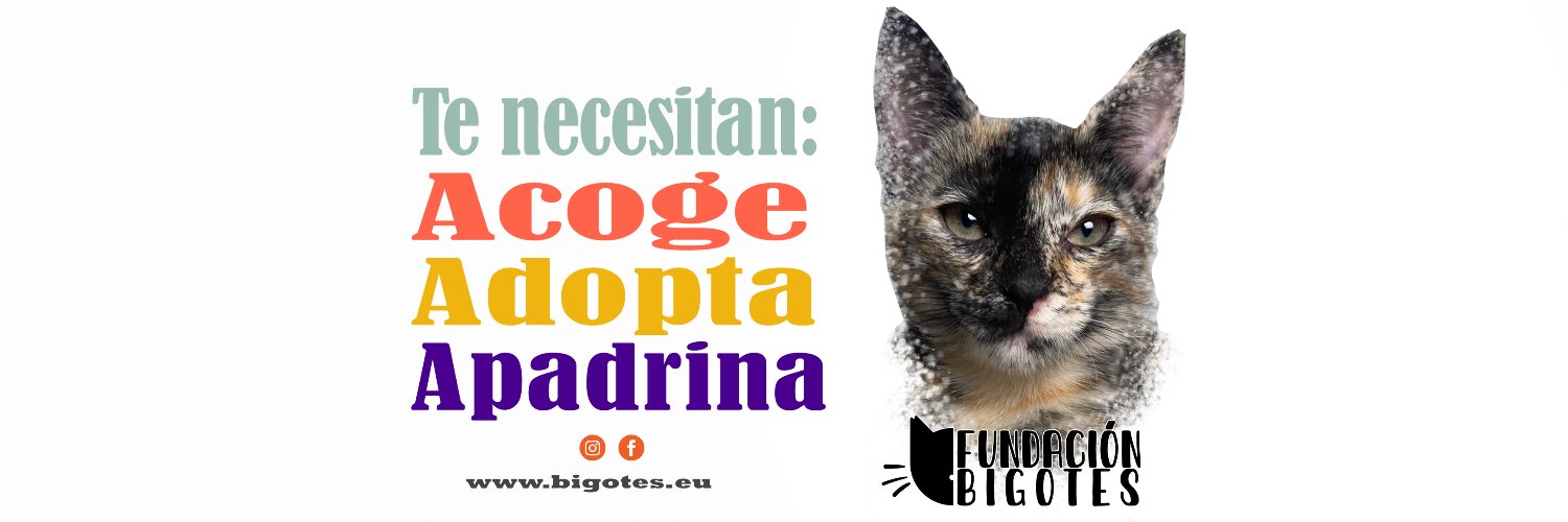 Fundación Bigotes banner