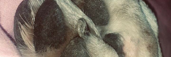 inesaalca's profile banner image
