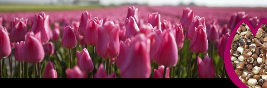 blankendaaltulp's profile banner image