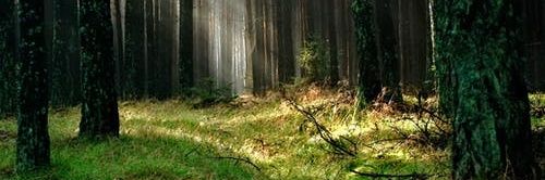 WolfieJakeB_'s profile banner image