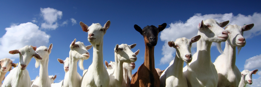 Goat_Team_6d's profile banner image