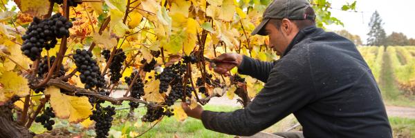 LIVE_Wines Profile Banner