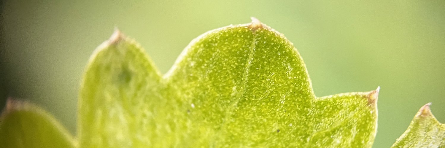 Loreeg's profile banner image