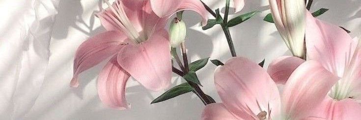 _notdaphne's profile banner image