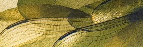T177135's profile banner image