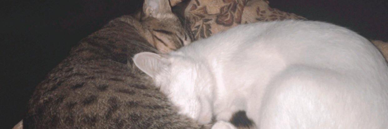 kamilahatta's profile banner image