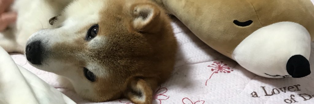 sibainukota's profile banner image