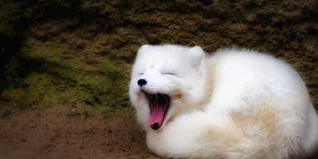 Arctic_Selene's profile banner image