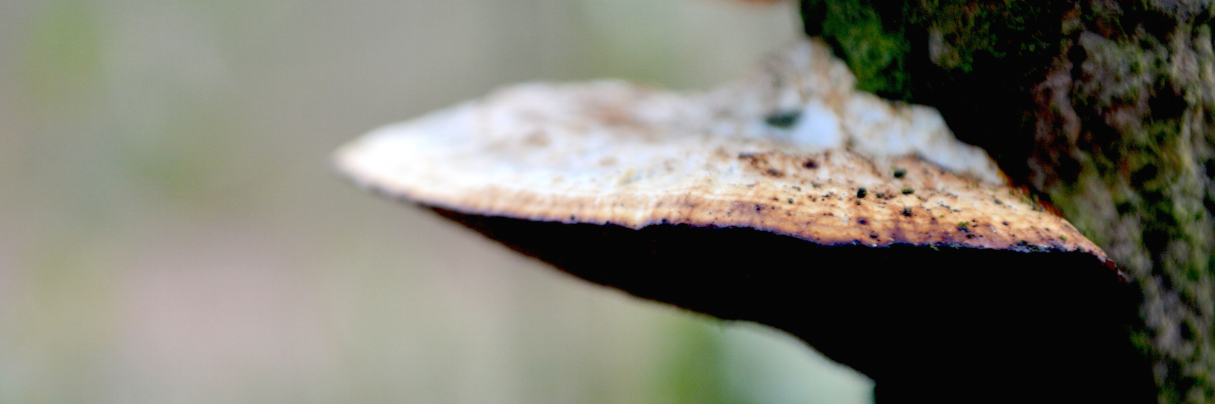 mycosphere banner