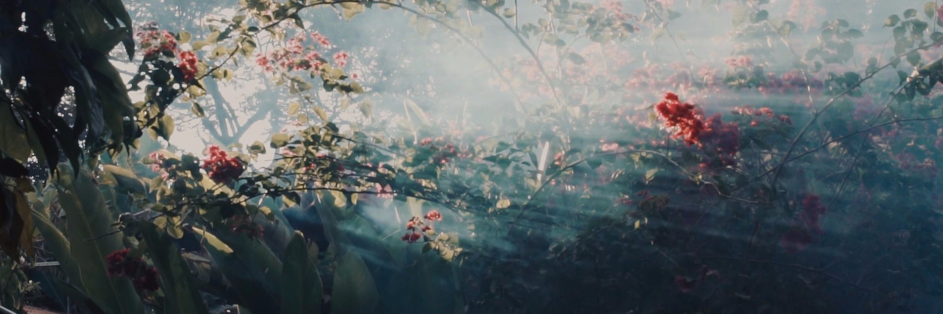 radiolariaband's profile banner image