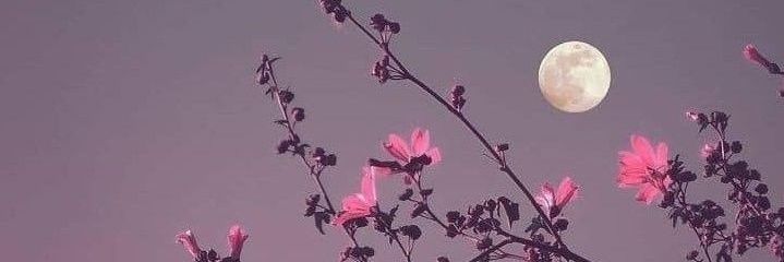 cbnelif_'s profile banner image