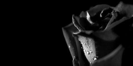 Back To Shine banner