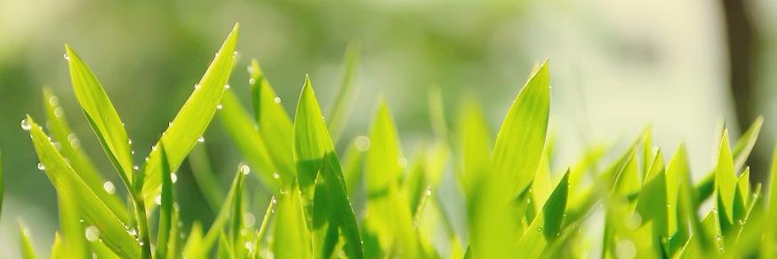 OkamiLife's profile banner image