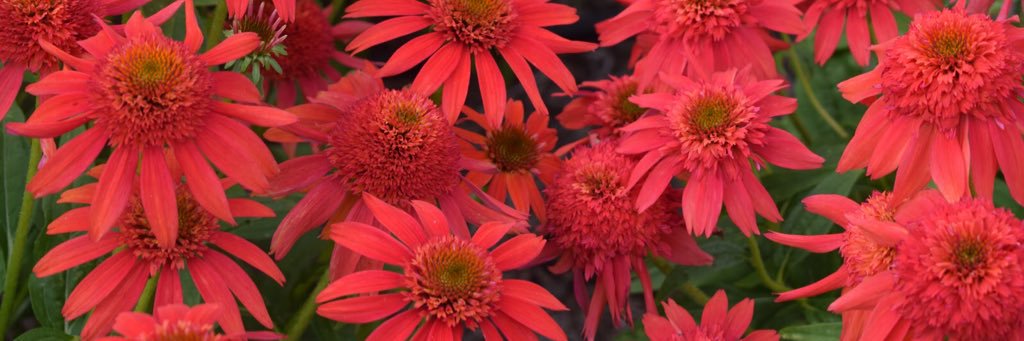 María Jesús Rivera Aguilar banner