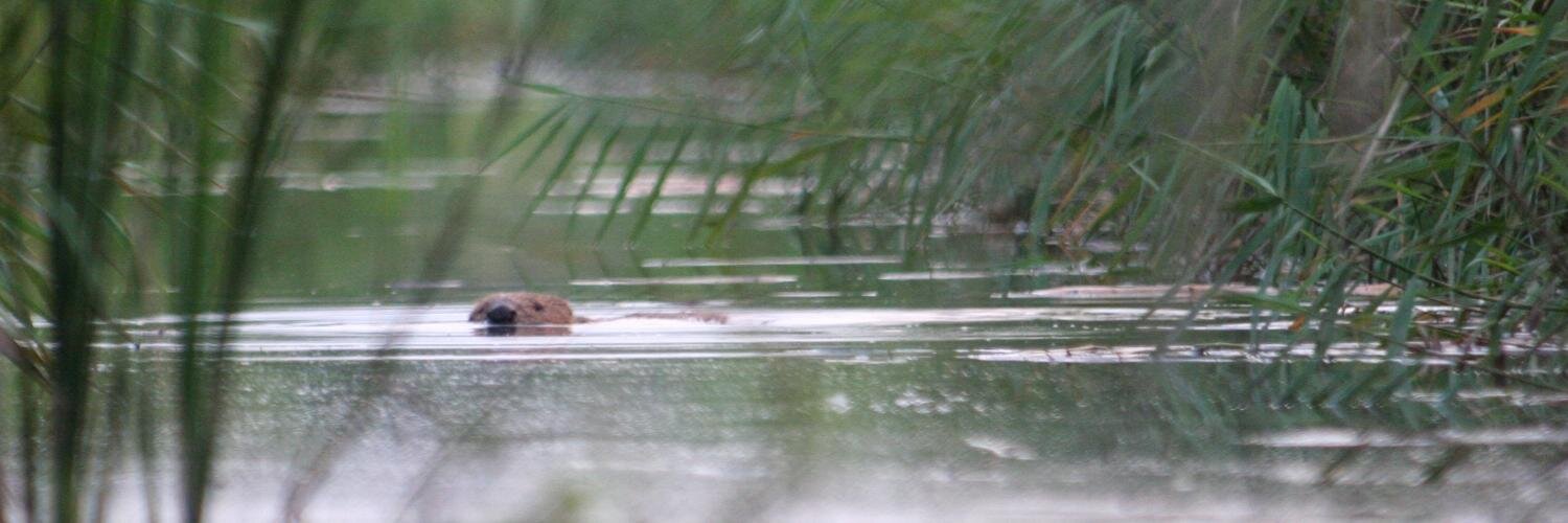 Landschapsbeheer Fl. banner
