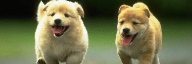 Puppaylover's profile banner image