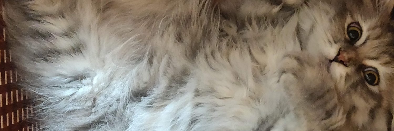 ShridhiP's profile banner image