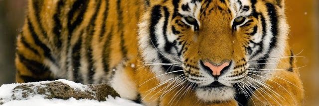 robinrybansky's profile banner image