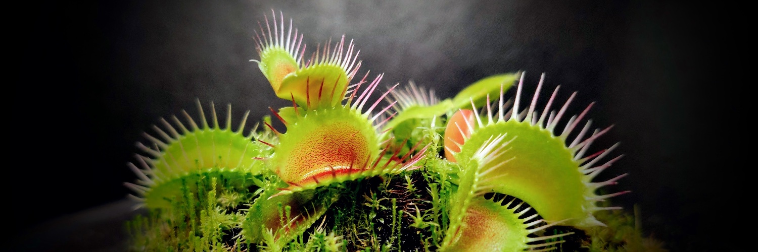 Wade R. Gutierrez, MD, PhD banner