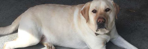 ScaroTV Profile Banner