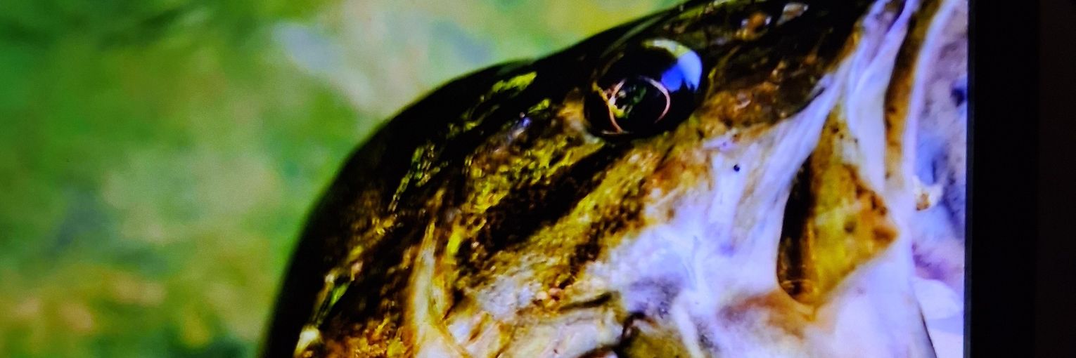 LippPearson's profile banner image