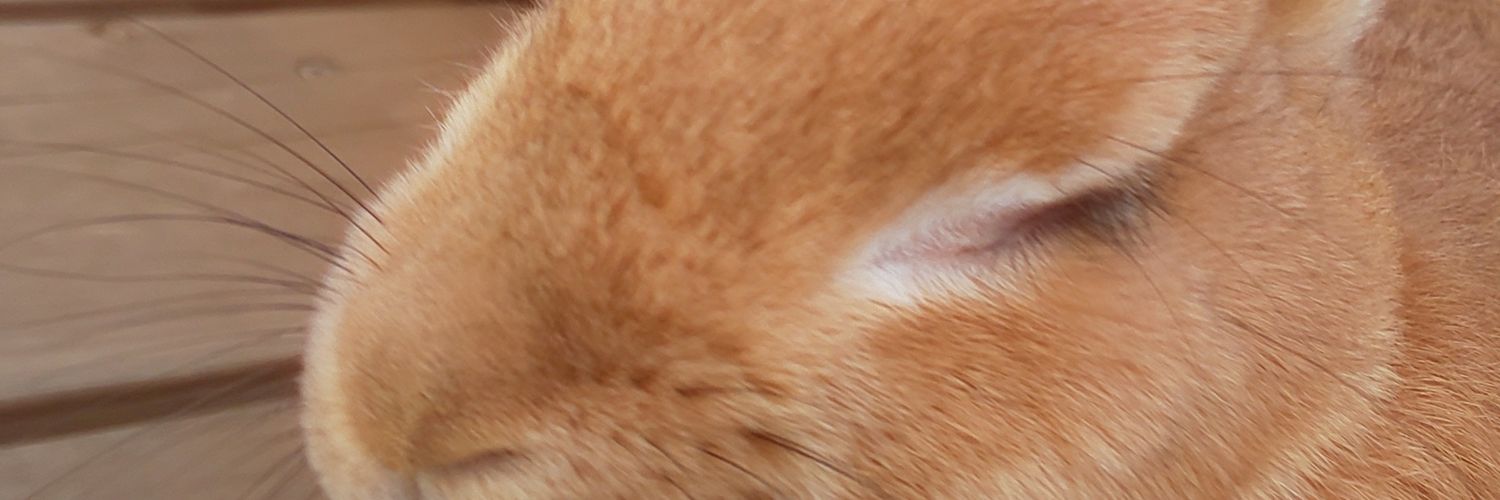 mimiy_san's profile banner image