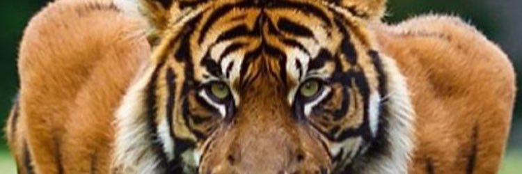 Joe V banner