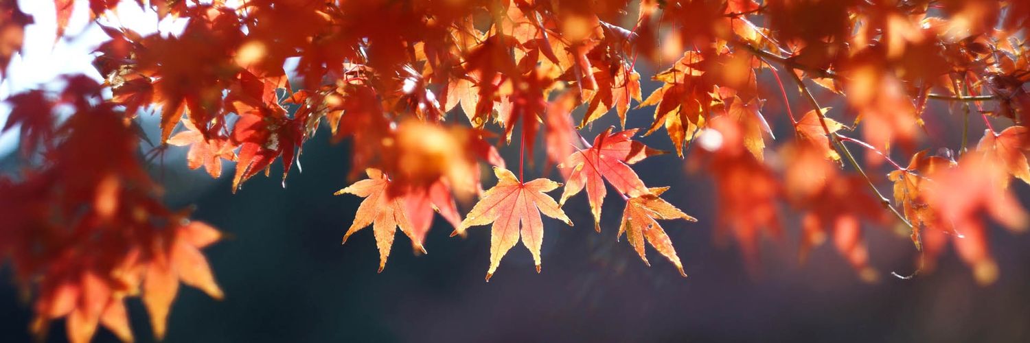 prispincos's profile banner image