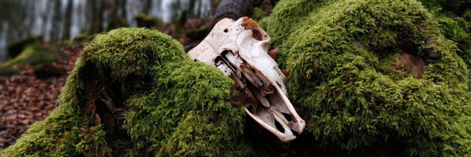 Ekaitz Cancela banner