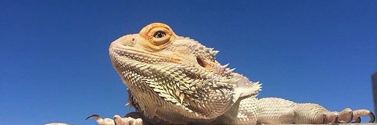 chastittykage's profile banner image