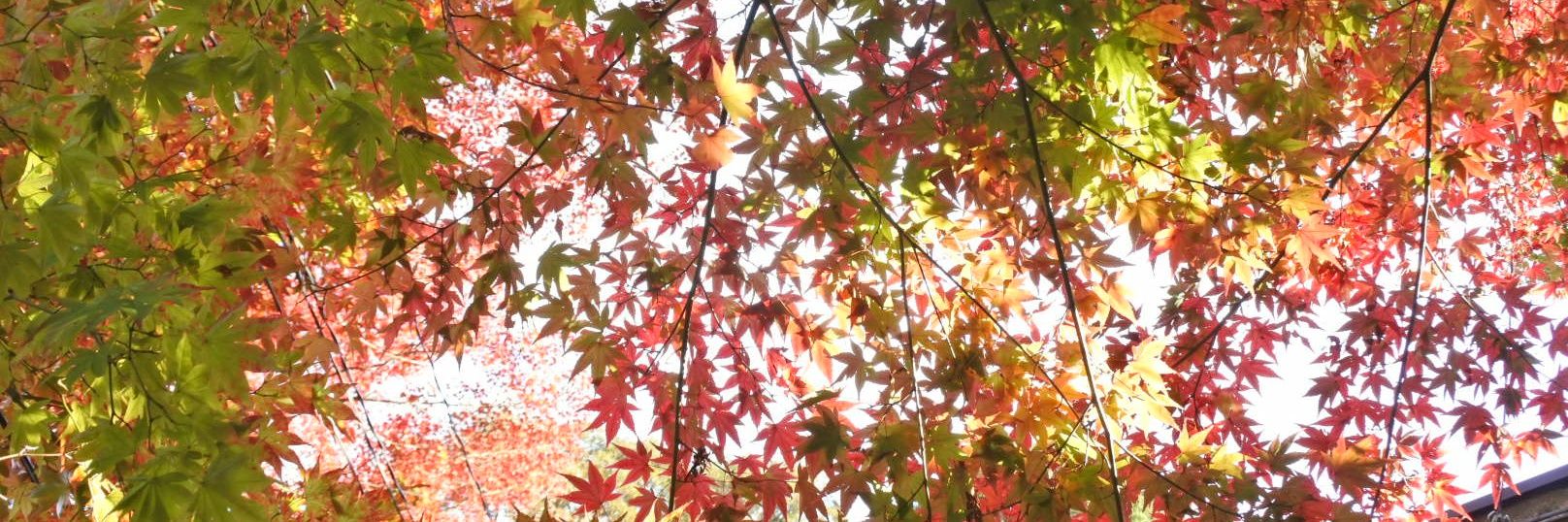 yuuuki_4's profile banner image