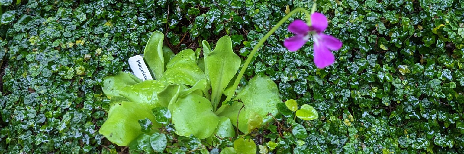 Rossana Colón-Thillet, Ph.D. banner