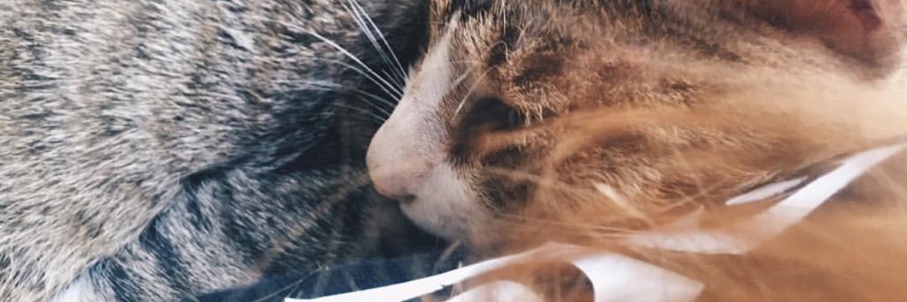 Amimoo's profile banner image