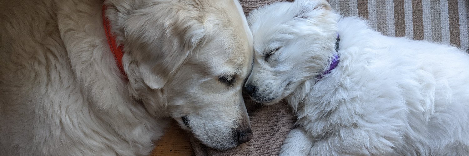 Anthony Bardaro banner