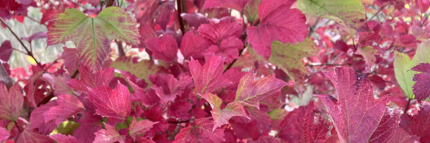 Andover Trees United banner