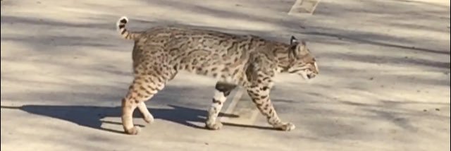 🇺🇸Real Turkey🇺🇸 banner