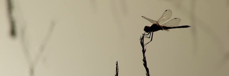 ankutei's profile banner image