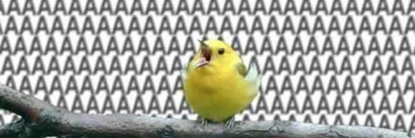 Burner Cat 🇺🇲 banner