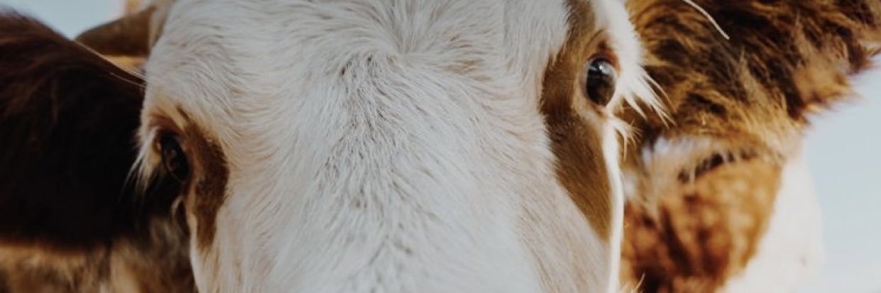 skyboushee's profile banner image